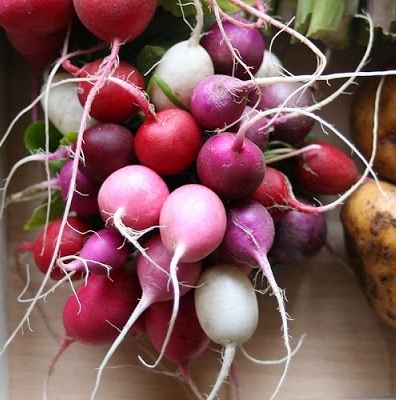 12 Fastest Vegetables To Grow In Your Home Gardens Or Containers For First-time