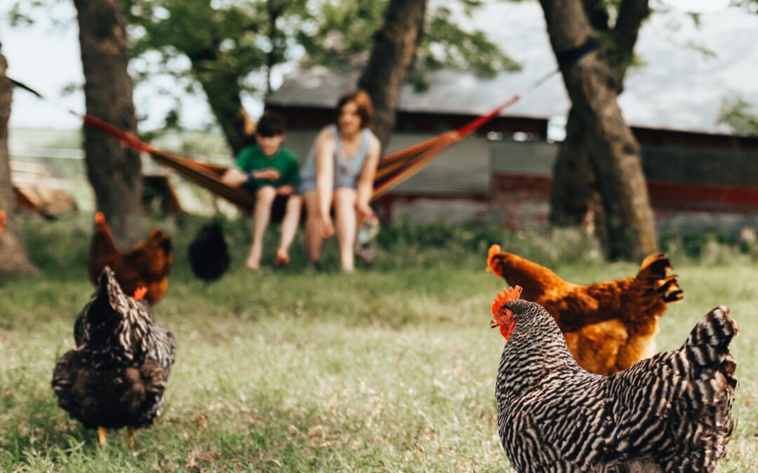 Do you have a chicken coop? Read and participate!