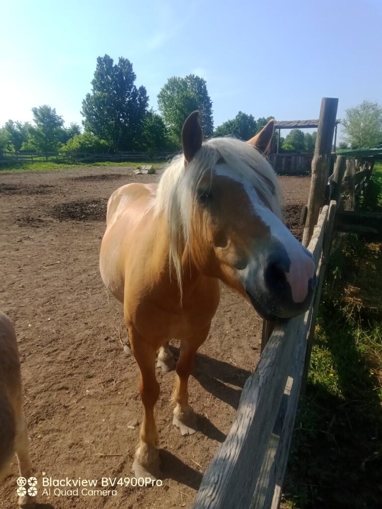 equità