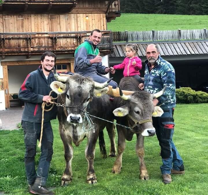 Pippo and Gigio – work oxen – looking for a home