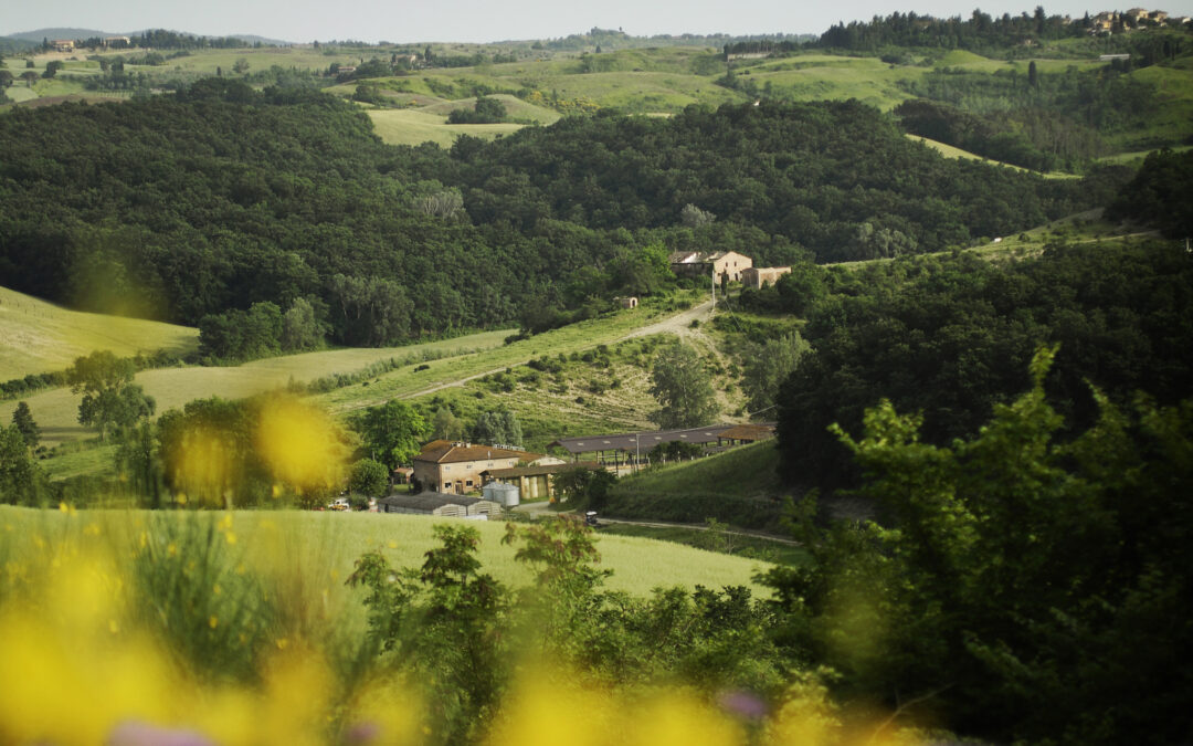 In Barbialla Nuova – Montaione (FI) we are looking for a co-host