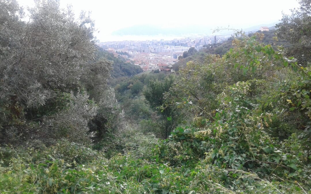 Olive land in Savona seeks tenant farmer.