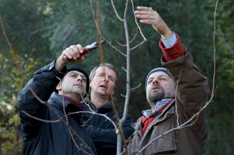 Imparare a coltivare l’olivo