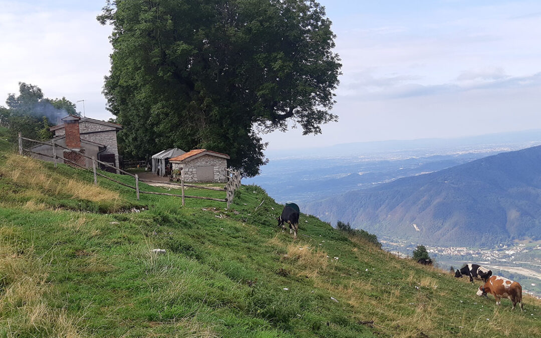Scuola internazionale dei formaggi di montagna