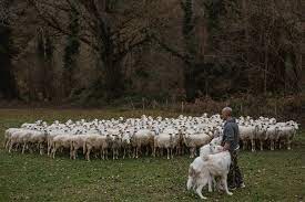 luca pala shepherd C.I.U.R.M.A. Marche