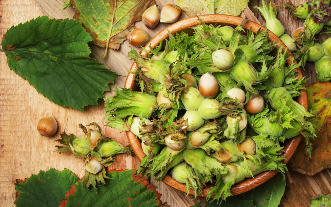 Quick Camp to save hazelnuts