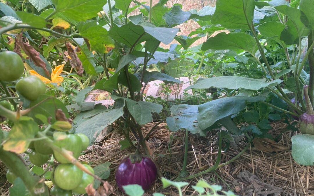 Poderino delle Catre e l’orto autoirrigante