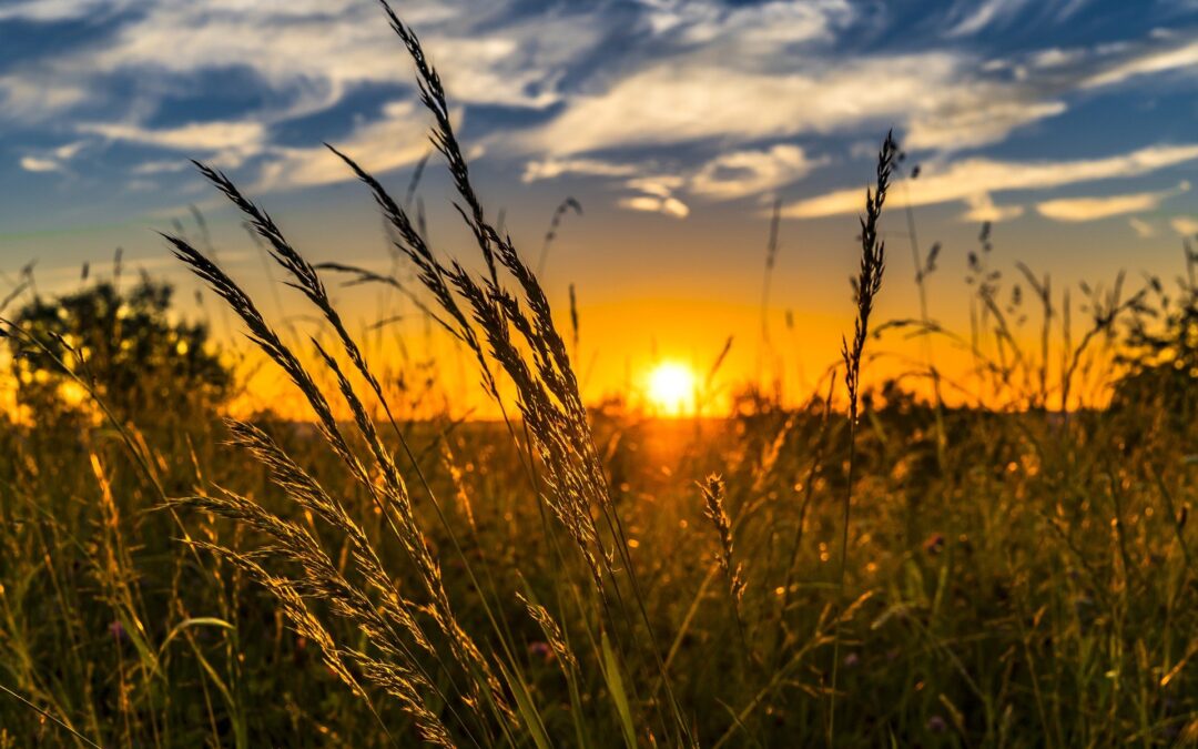 Dialogo strategico sul futuro dell’agricoltura nella UE