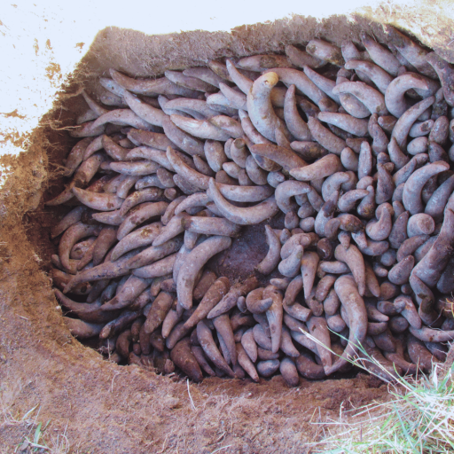 Preparation, use and storage of horn manure