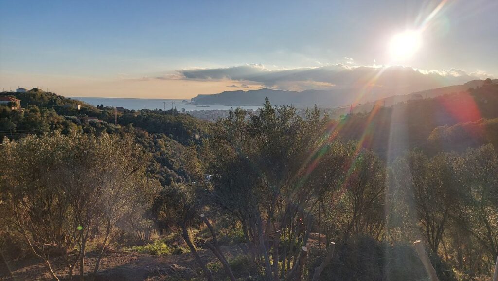 olive grove liguria