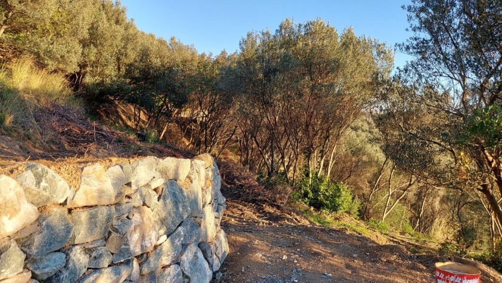 olive grove liguria
