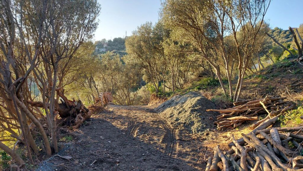 olive grove liguria