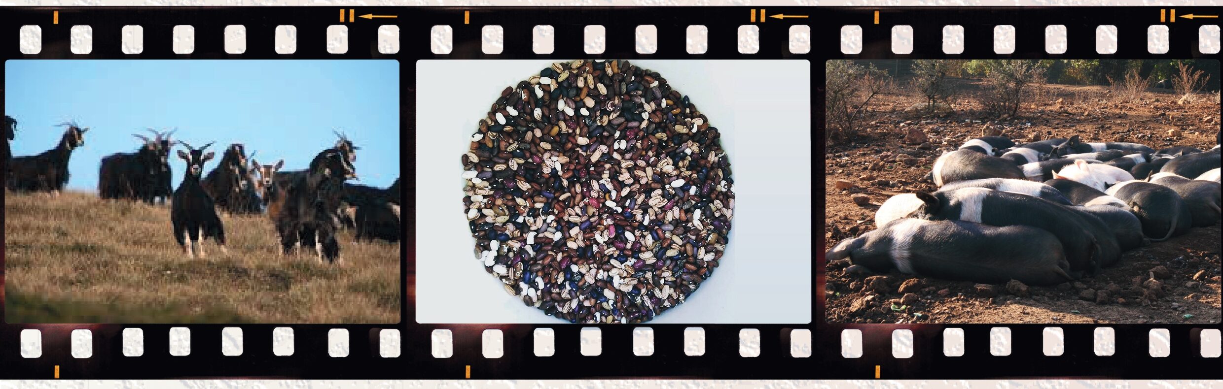 Conservazione e valorizzazione dell’agrobiodiversità: Il ruolo del PSP 2023-2027 e delle istituzioni