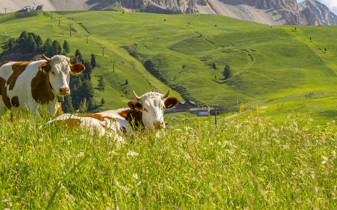 Course for farmers on nutrition and feeding of cattle, sheep and goats