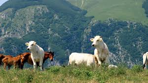 Oltre gli allevamenti intensivi – webinar a cura di Co-energia