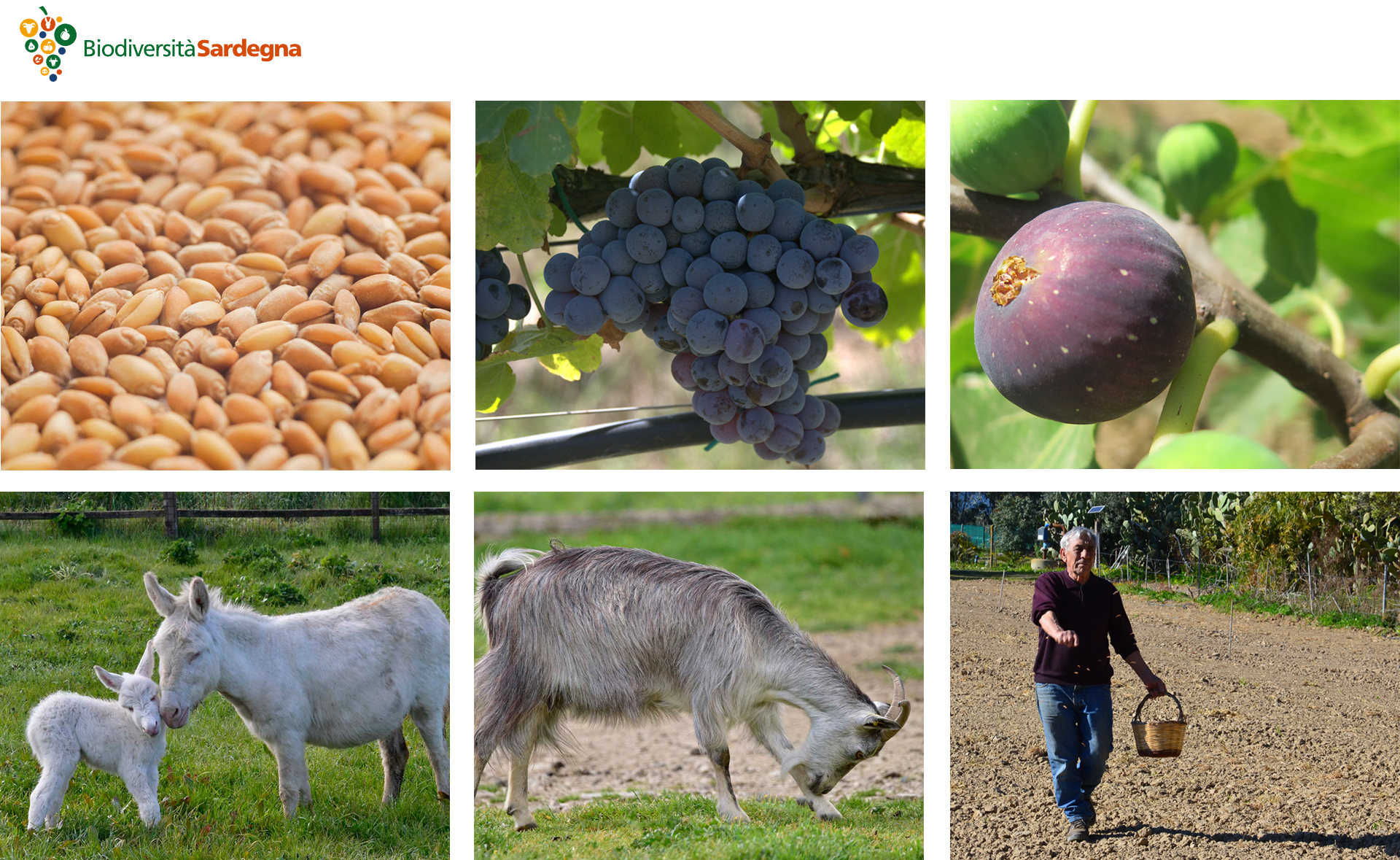 Comunità del cibo e dell’agrobiodiversità
