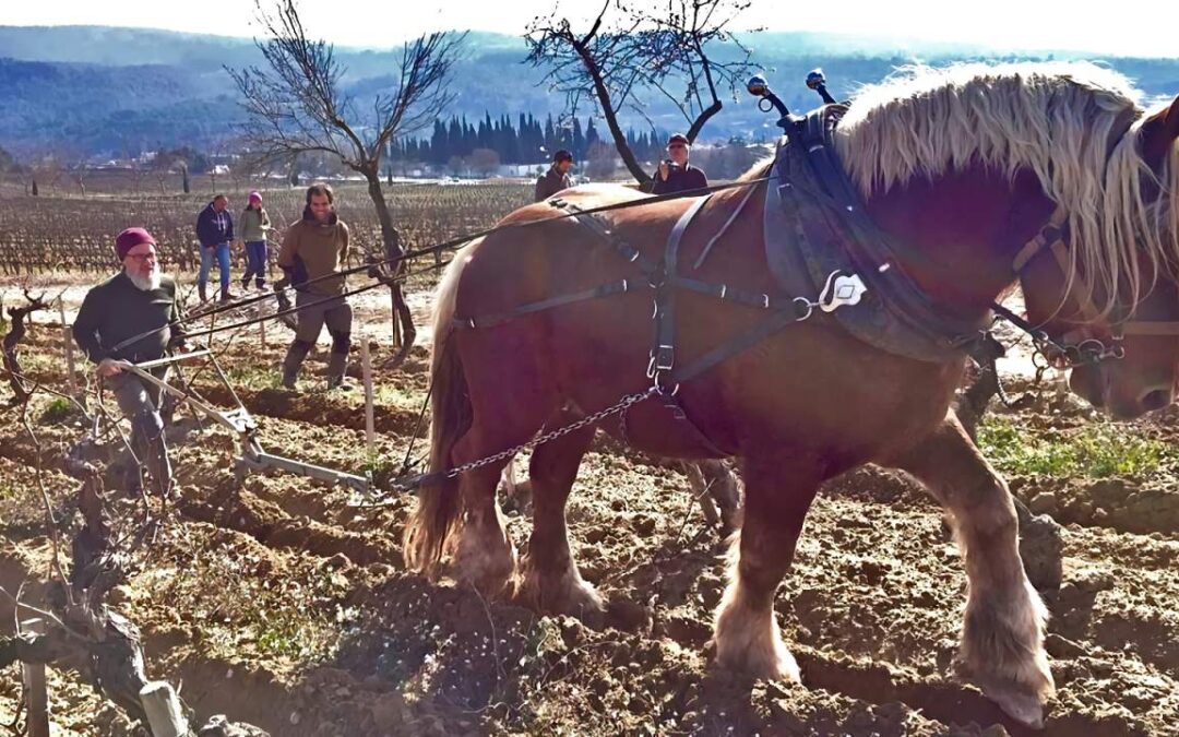 GIORNATE di FORMAZIONE all’USO del CAVALLO da TIRO