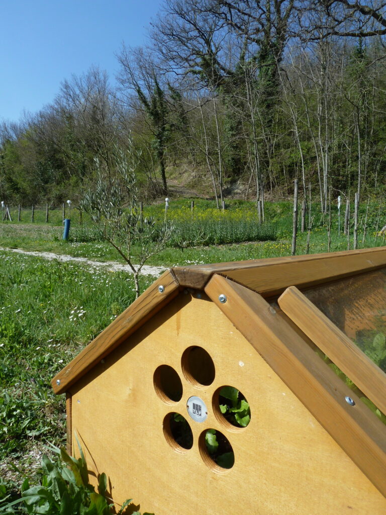 pergola