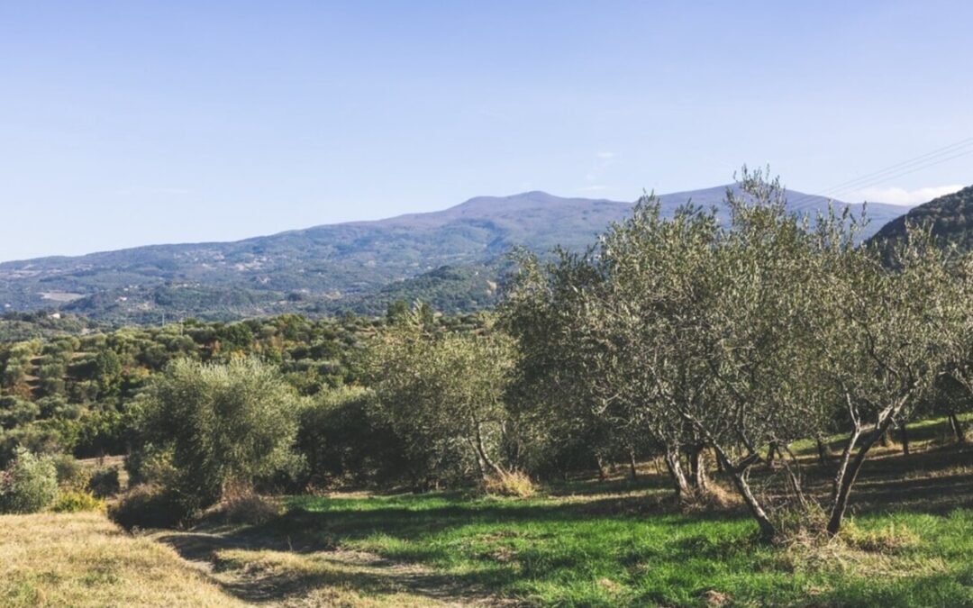 In Toscana un podere all’avanguardia ricava energia coltivando gli ulivi