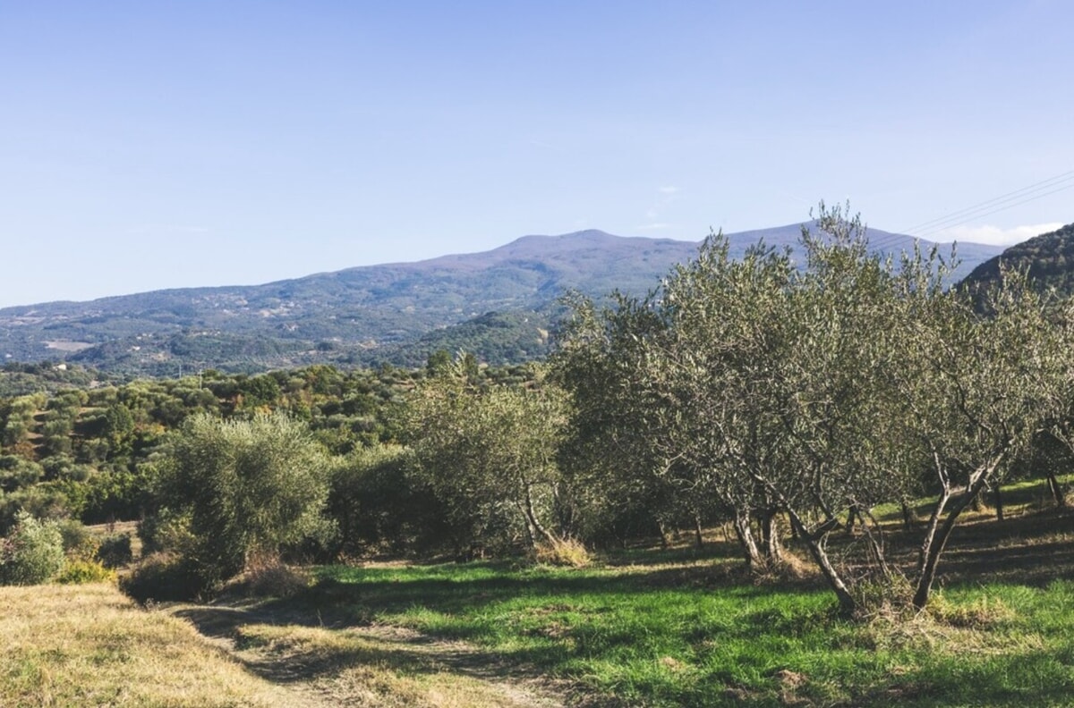 A state-of-the-art farm in Tuscany gets energy from growing olive trees