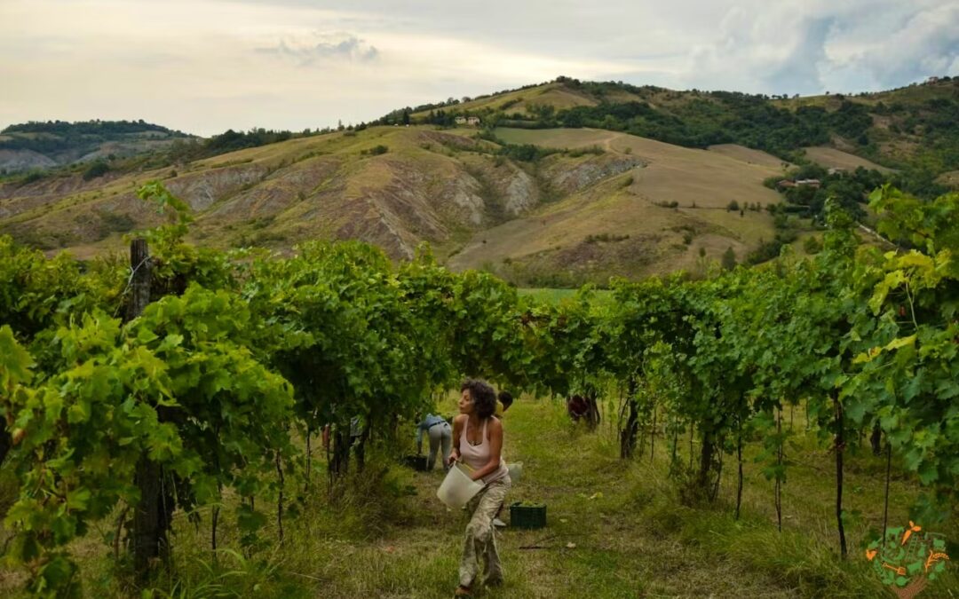 rent apartment in micro winery