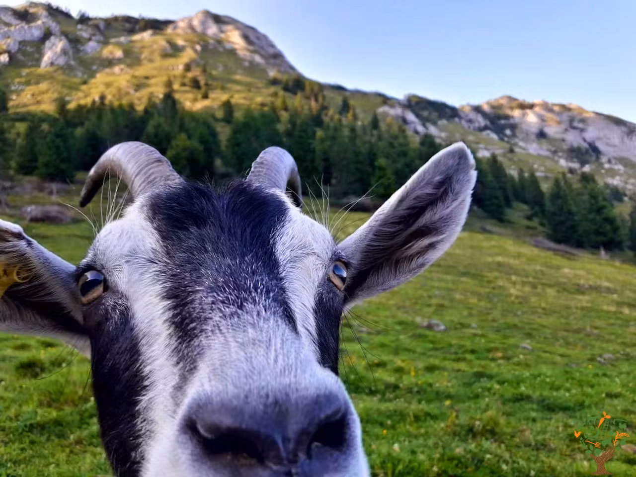 Al Orcolat Sbilfat seeks herdsman