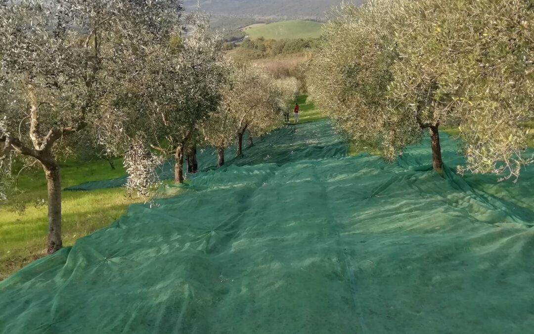 Oliveta in vendita o gestione