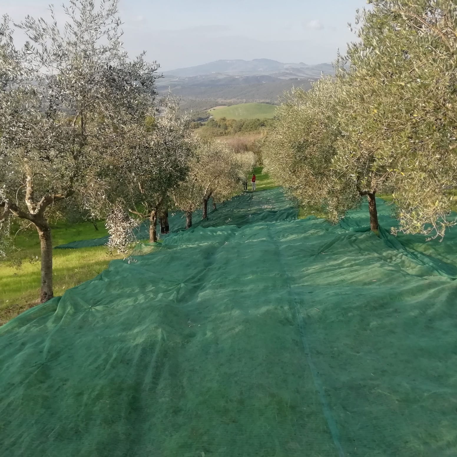 Olive grove for sale or management