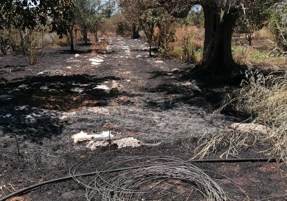 Let’s help the Fertile Wave get back on its feet.