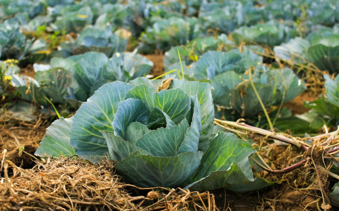 Paolo from the Al Confin seeks collaborations