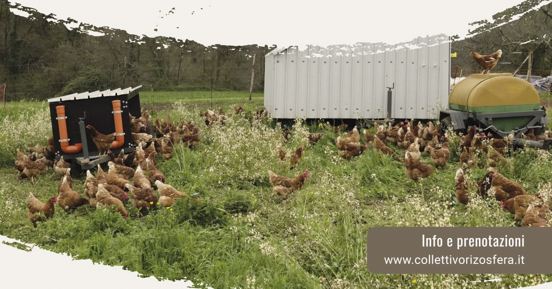 L’allevamento di galline al pascolo in chiave agroecologica