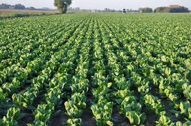 Parentali selvatici per un agricoltura sostenibile