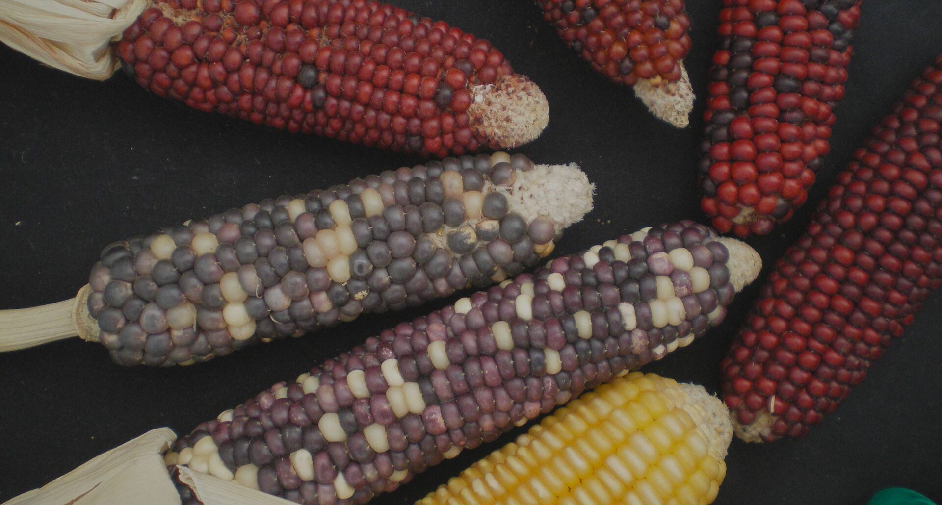 2 ° Workshop Internazionale sulle Risorse Genetiche Vegetali