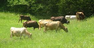 Grazing Dialogues – Rational Grazing Systems.