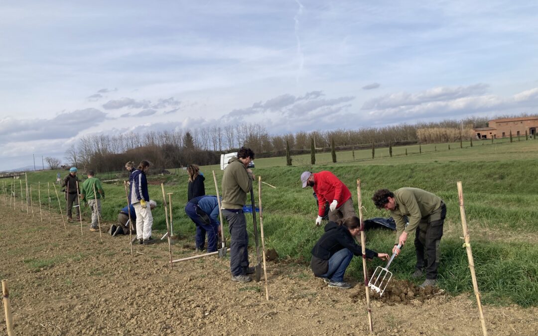 We plant hedges in Torrita di Siena