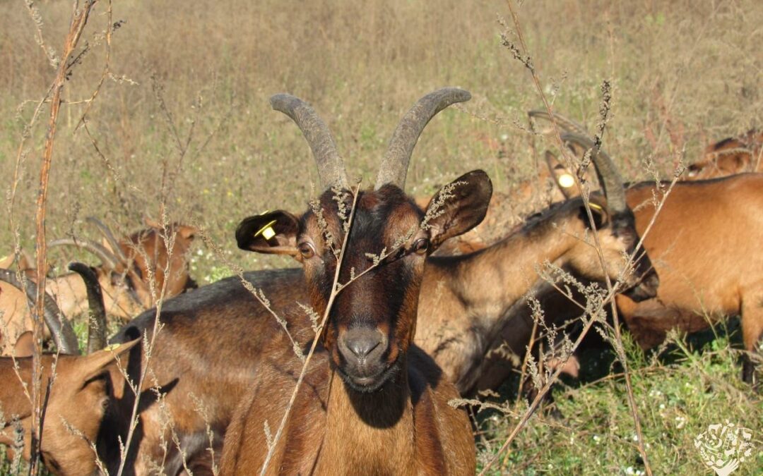 The Phoenix Goat seeks paid intern.