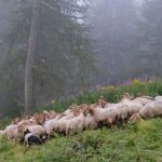 Cercasi pastore con gregge