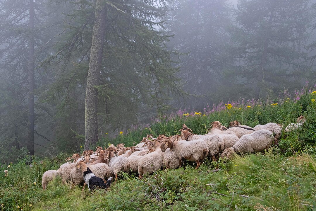 Wanted shepherd with flock