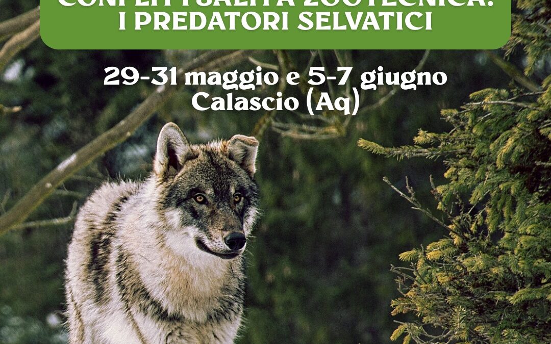 Conflittualità zootecnica: i predatori selvatici
