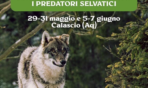 Conflittualità zootecnica: i predatori selvatici