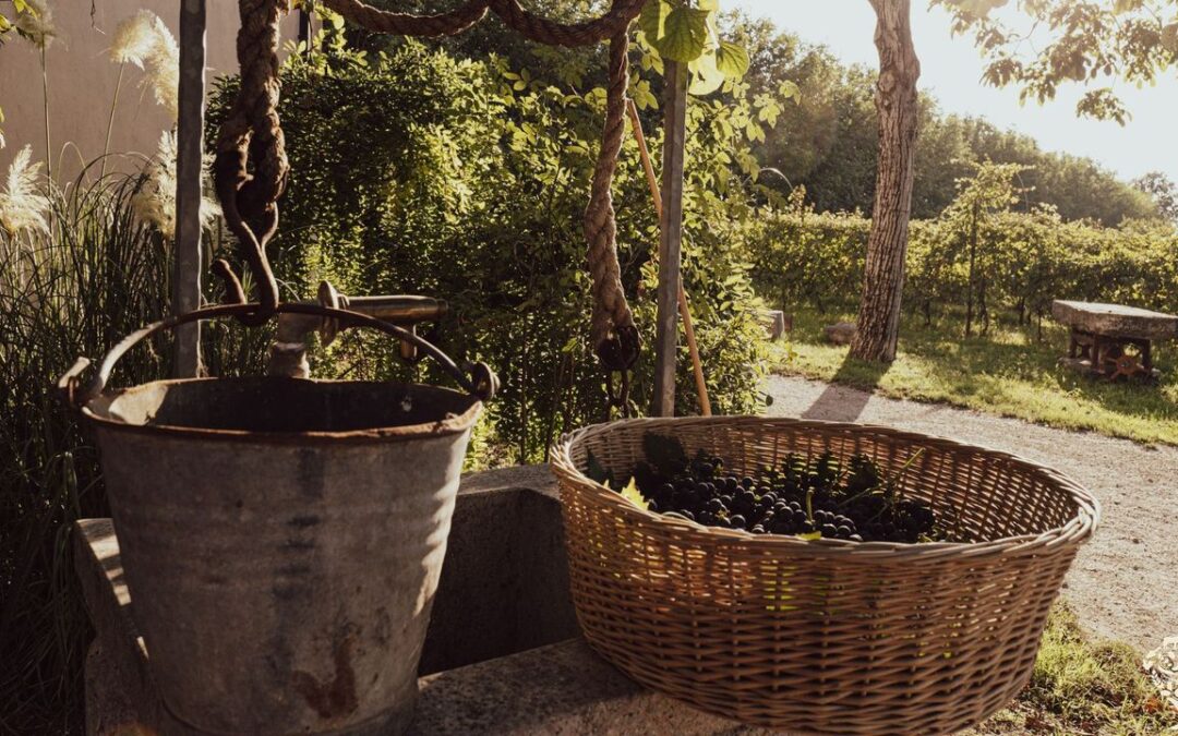 Farm in Mantova seeks collaborator