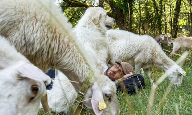 Pasturs 2026: Diventa custode delle terre alte nell’Anno Internazionale dei Pascoli